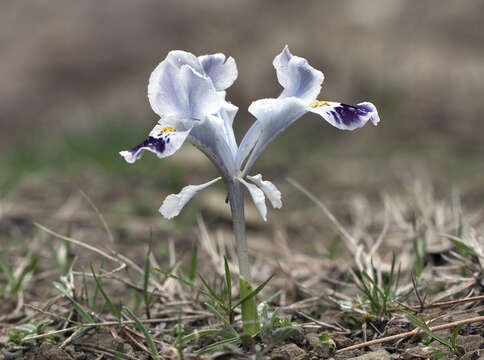 Слика од Iris stenophylla Hausskn. ex Baker