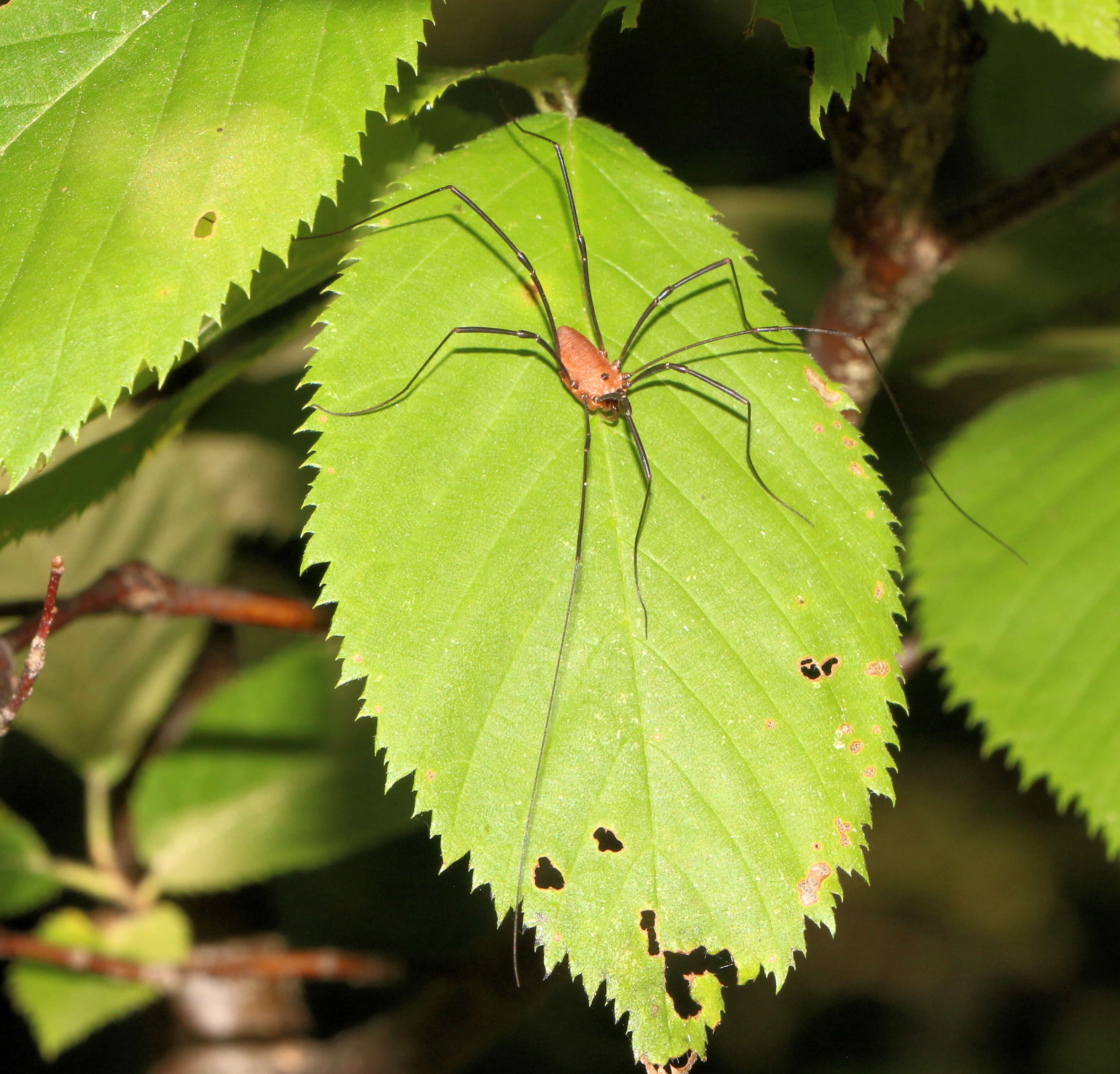 Image of Daddy-long-legs