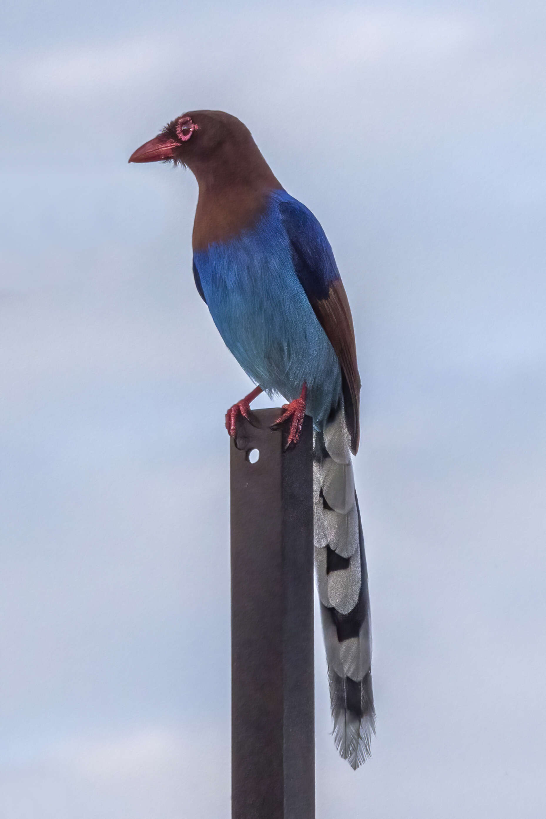 Image of Ceylon Blue Magpie