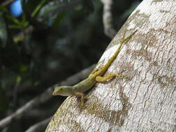 Image of Bark anole