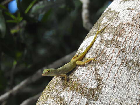 Image de Anolis distichus Cope 1861