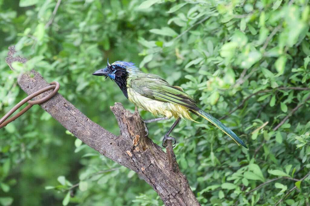 Image of Green Jay