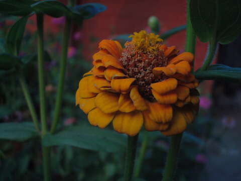 Image of ELEGANT ZINNIA