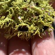 Image of Brown-eyed wolf lichen