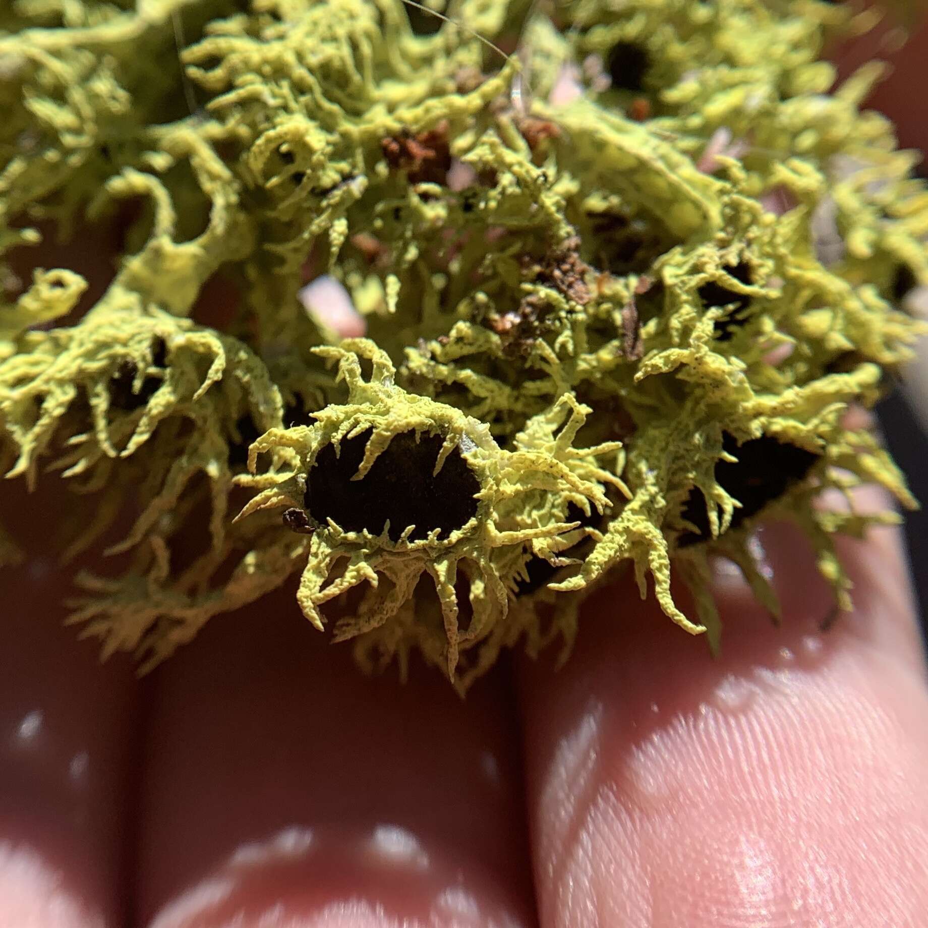 Image of Brown-eyed wolf lichen