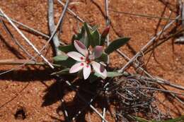 Image of Lapeirousia arenicola Schltr.