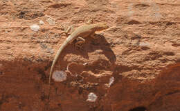 Image of common side-blotched lizard