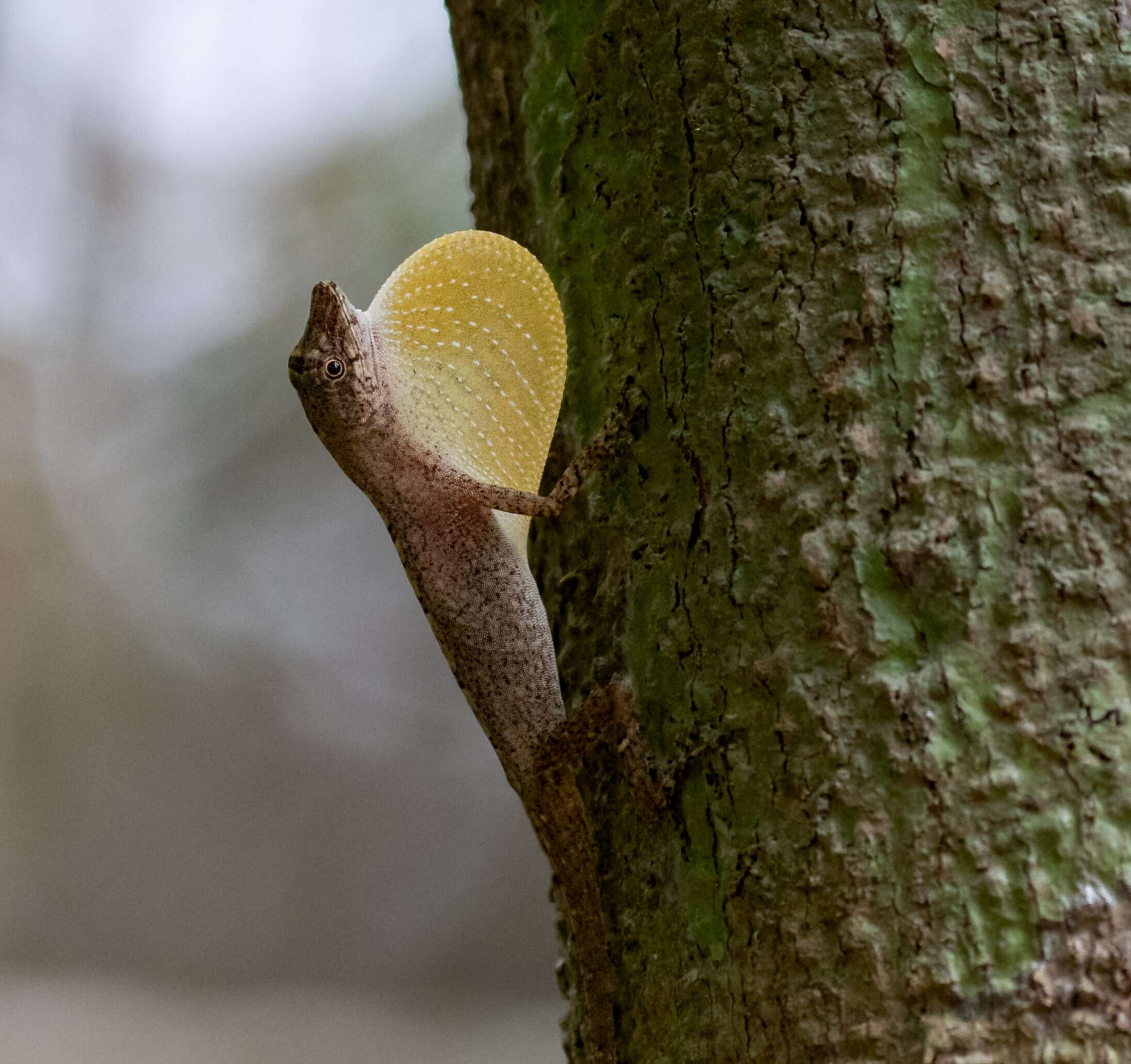 Image of Brown-eared anole