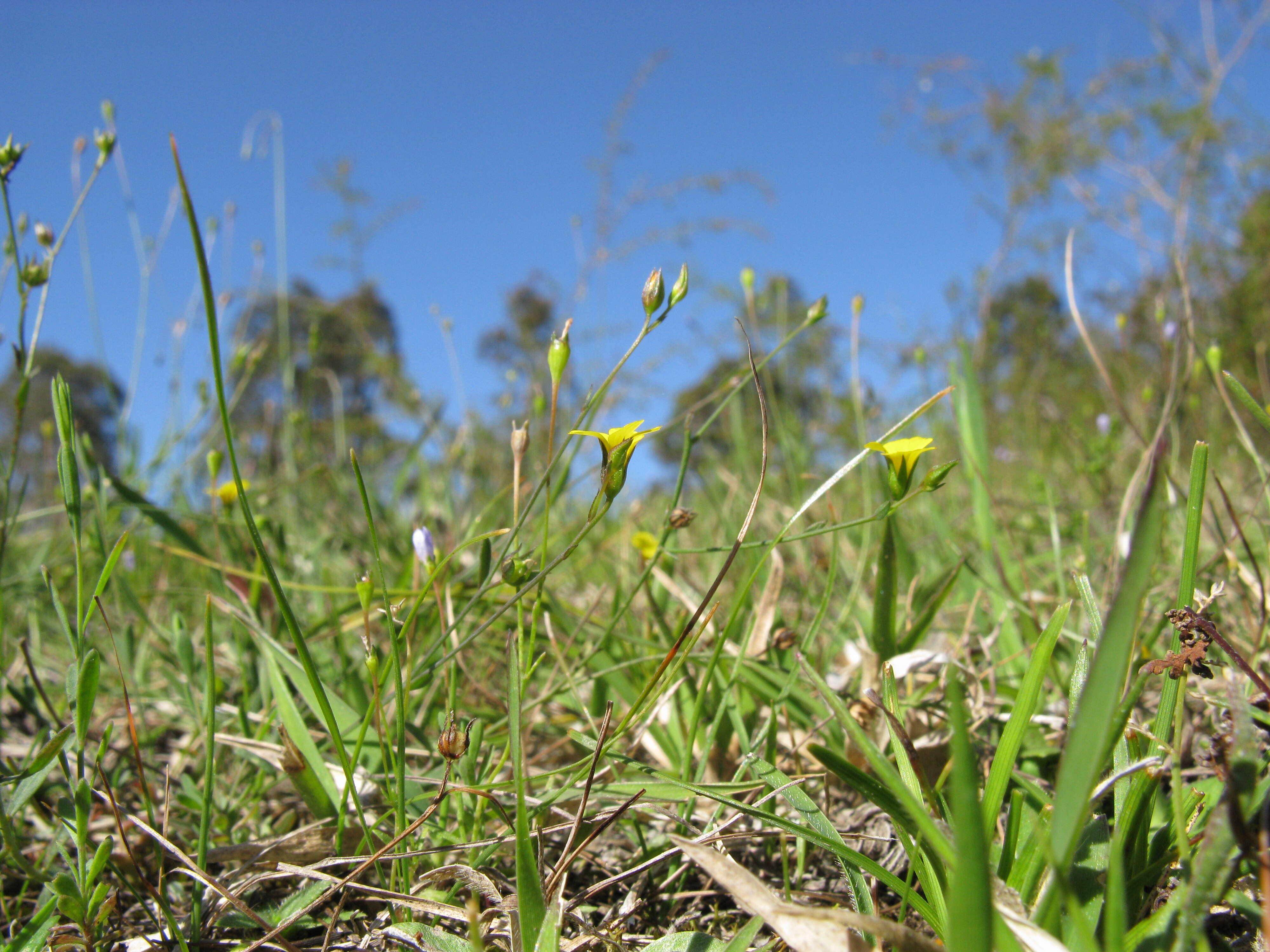 Image of French flax