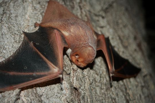 Image of <i><i>Lasiurus</i></i> (Lasiurus) <i>blossevillii teliotis</i> (H. Allen 1891)