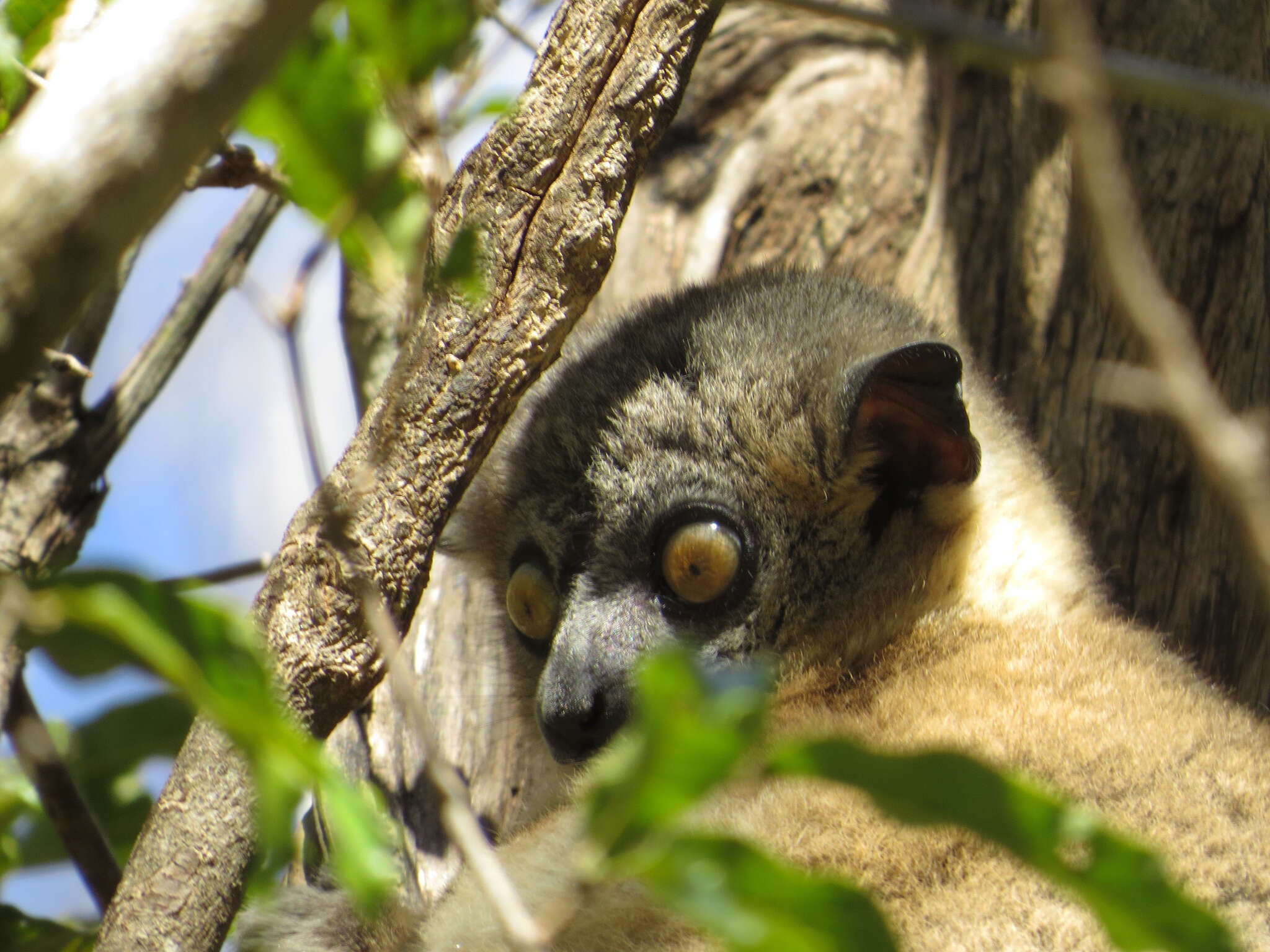 Image of Hubbard's Sportive Lemur