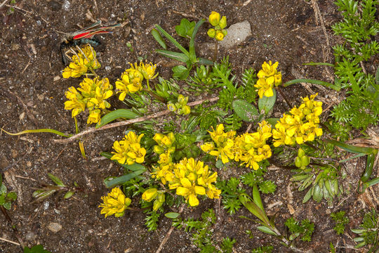 Image of <i>Draba aizoides</i>