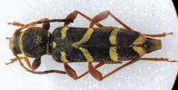 Image of Wasp beetle