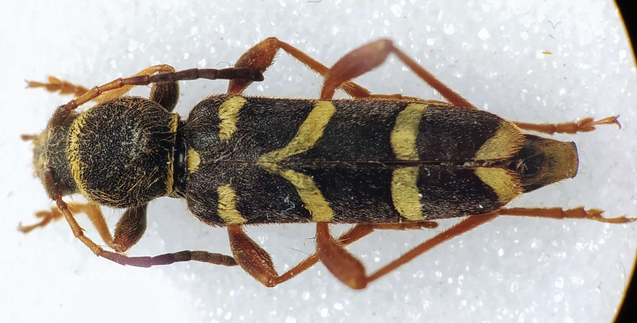 Image of Wasp beetle