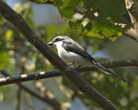 Image of Grey-backed Fiscal