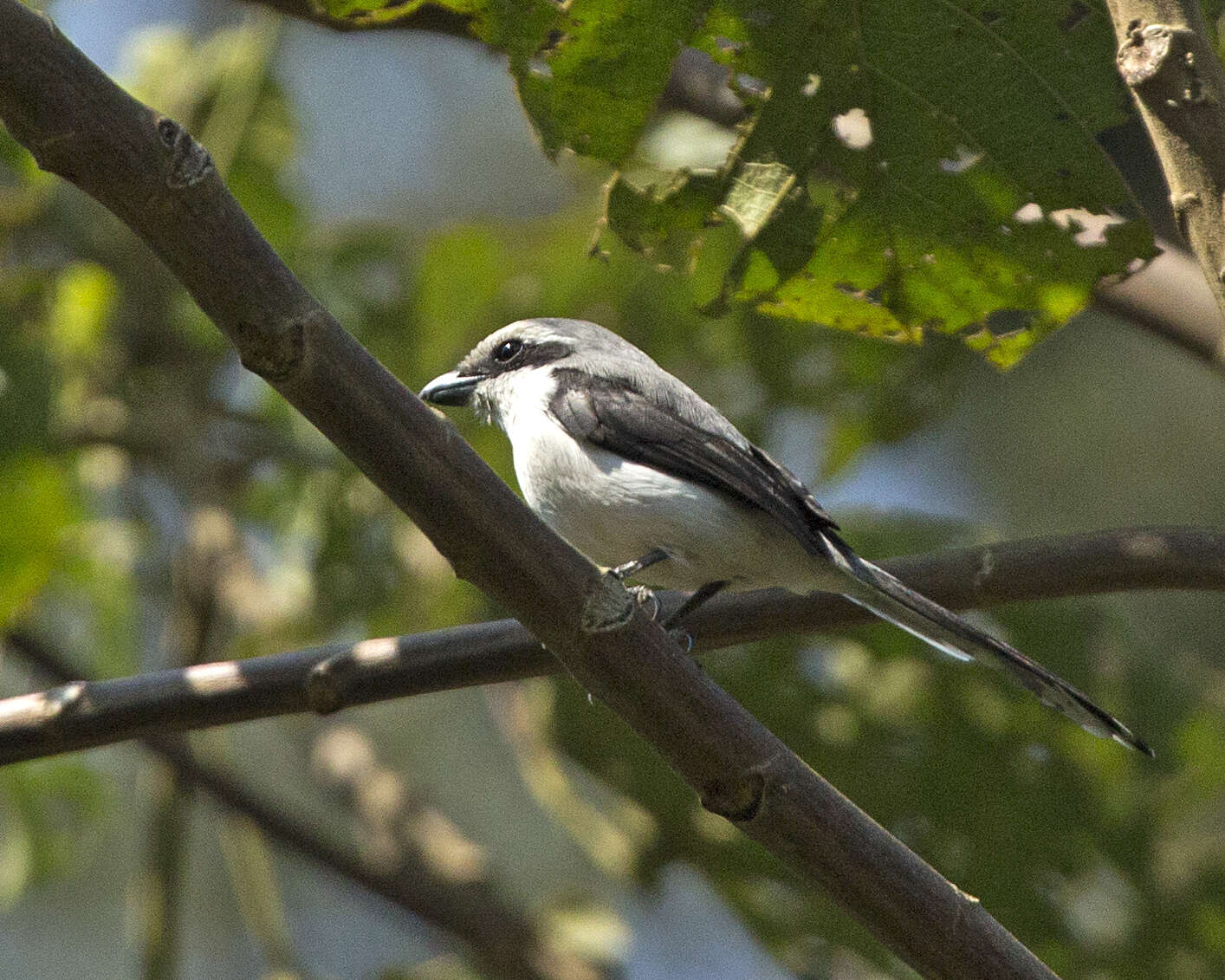 Слика од Lanius excubitoroides Prévost & Des Murs 1847