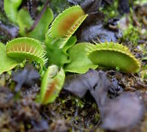 Image de Dionaea