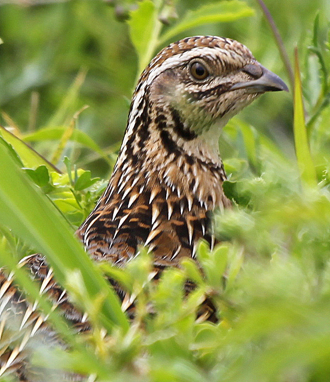 common quail common quail