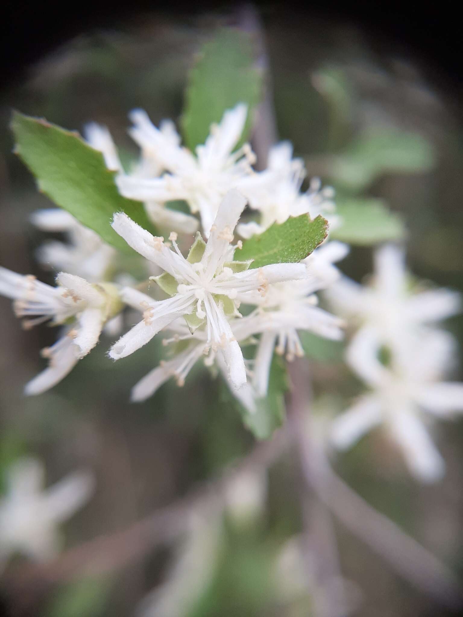 Imagem de Hoheria angustifolia Raoul