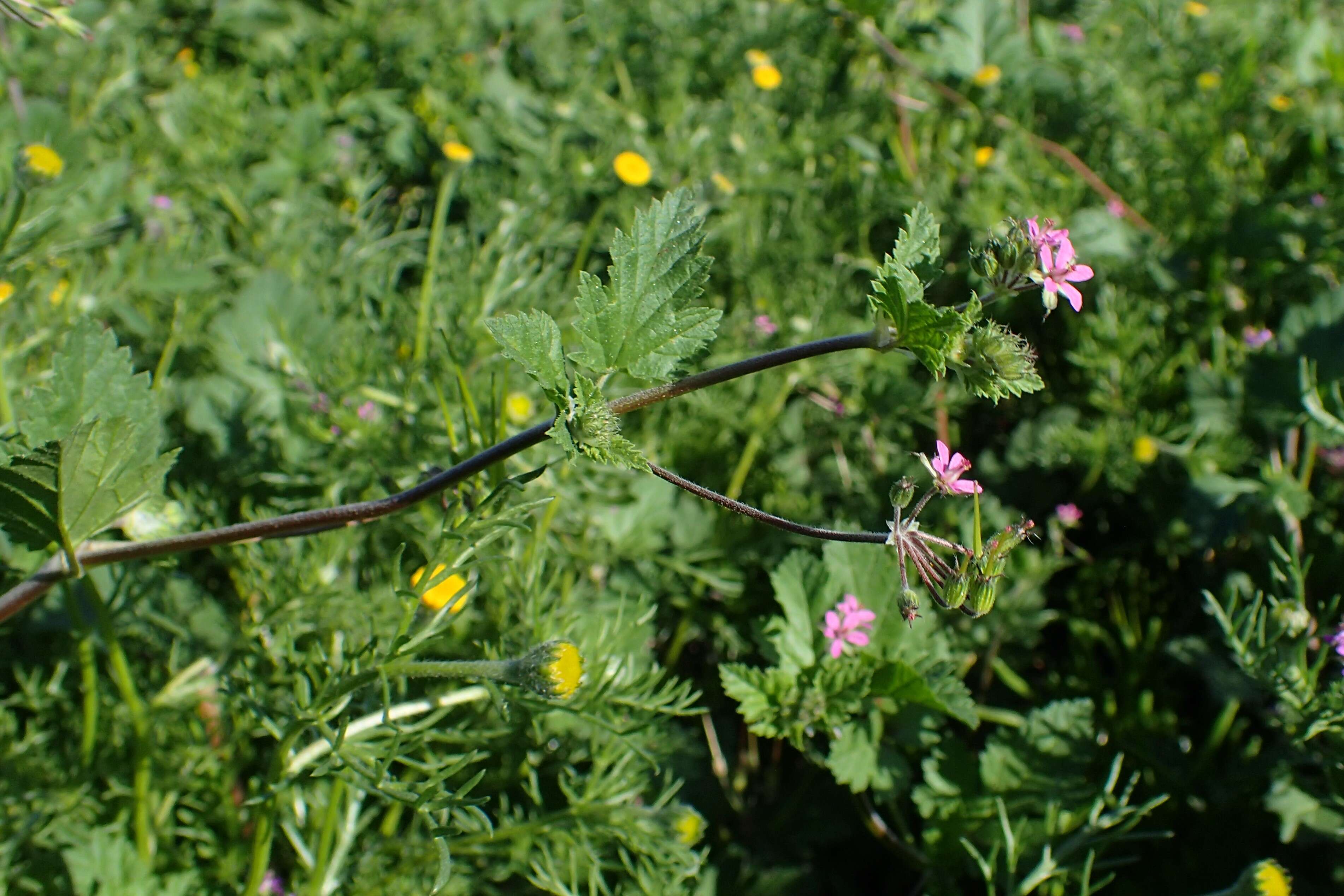 Image of Erodium chium (Burm. fil.) Willd.