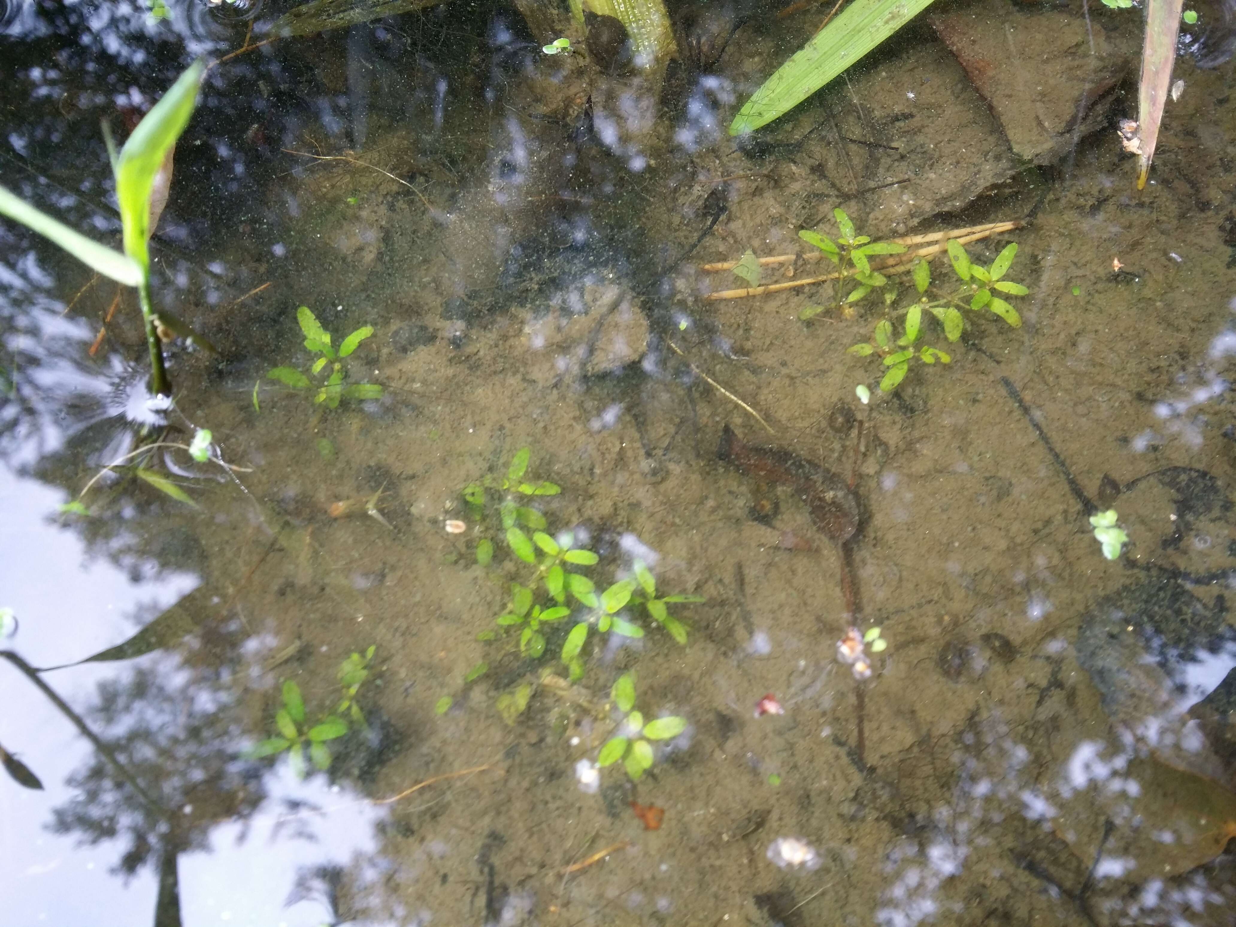 Image of Mudwort