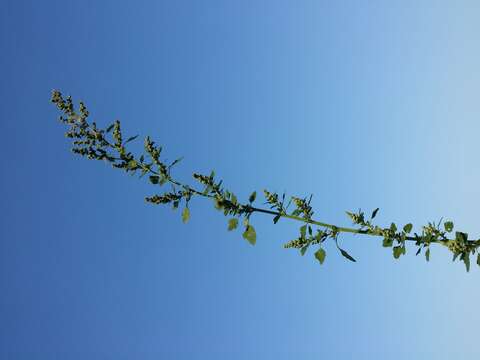 Plancia ëd Chenopodium opulifolium Schrader