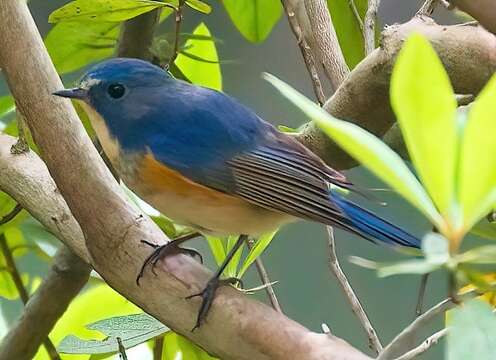 Image of Orange-flanked Bush-Robin