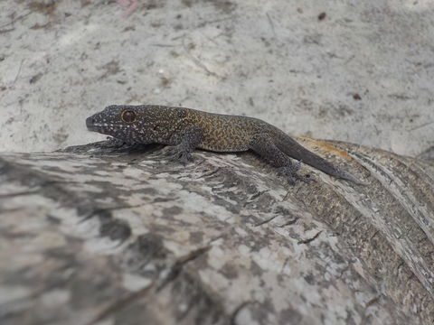 18.https www inaturalist org photos 3242730.580x360
