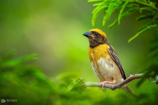 Image of Baya Weaver