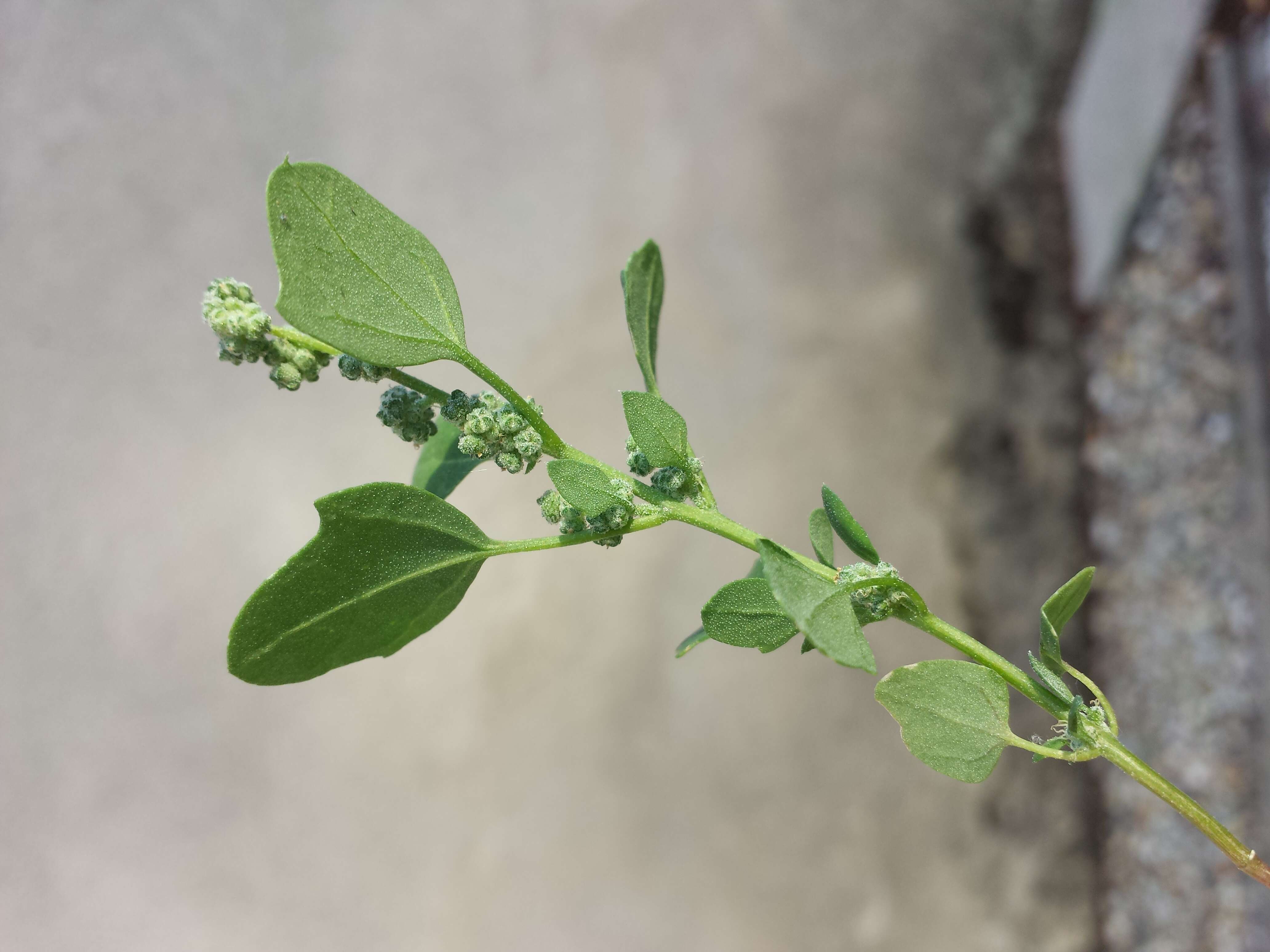 Plancia ëd Chenopodium opulifolium Schrader