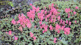 Image of alpine bilberry