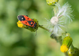 صورة Melanocoryphus albomaculatus Goeze 1778