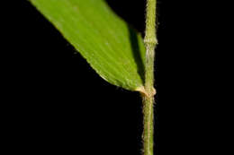 Imagem de Brachyelytrum erectum (Schreb.) P. Beauv.