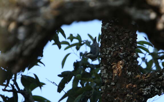 Image of Giant Nuthatch