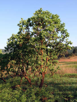 Image of Broad-leave beech