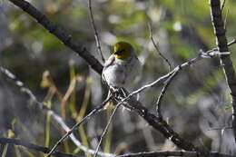 Image of Auriparus Baird & SF 1864