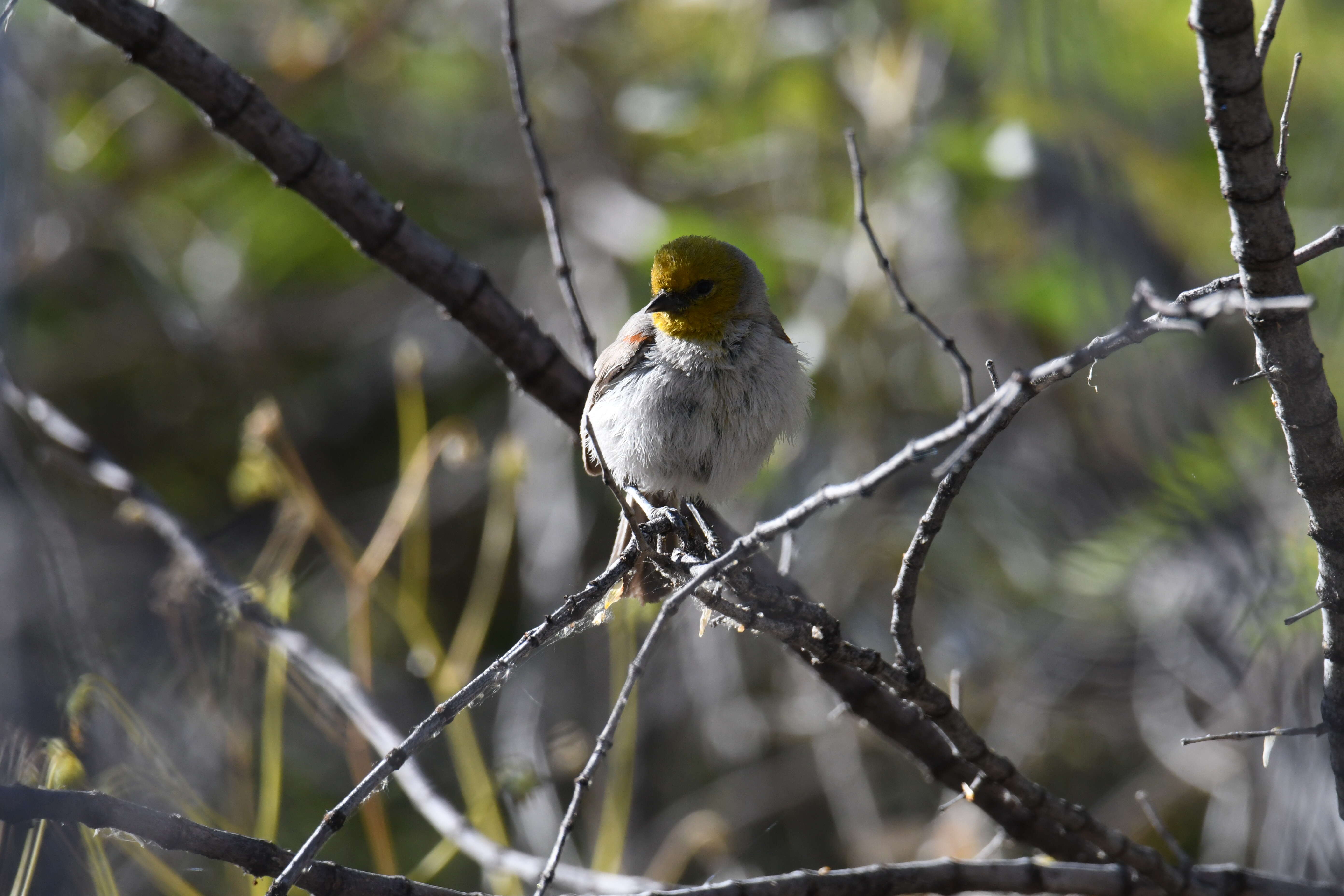 Image of Auriparus Baird & SF 1864