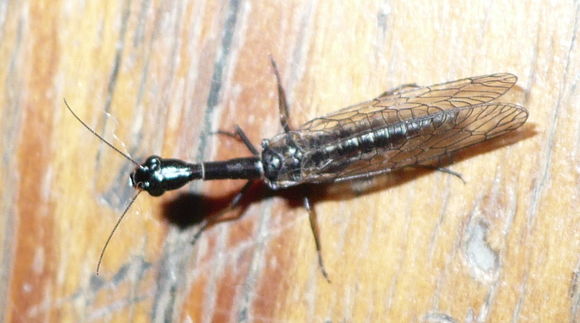 18.https www inaturalist org photos 3246144.580x360