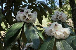 Image of Rhododendron grande Wight