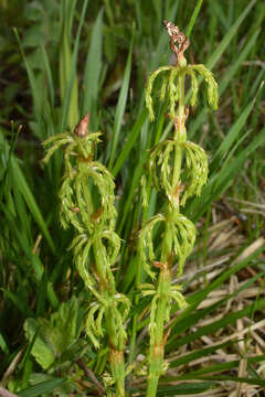 Слика од Equisetum sylvaticum L.