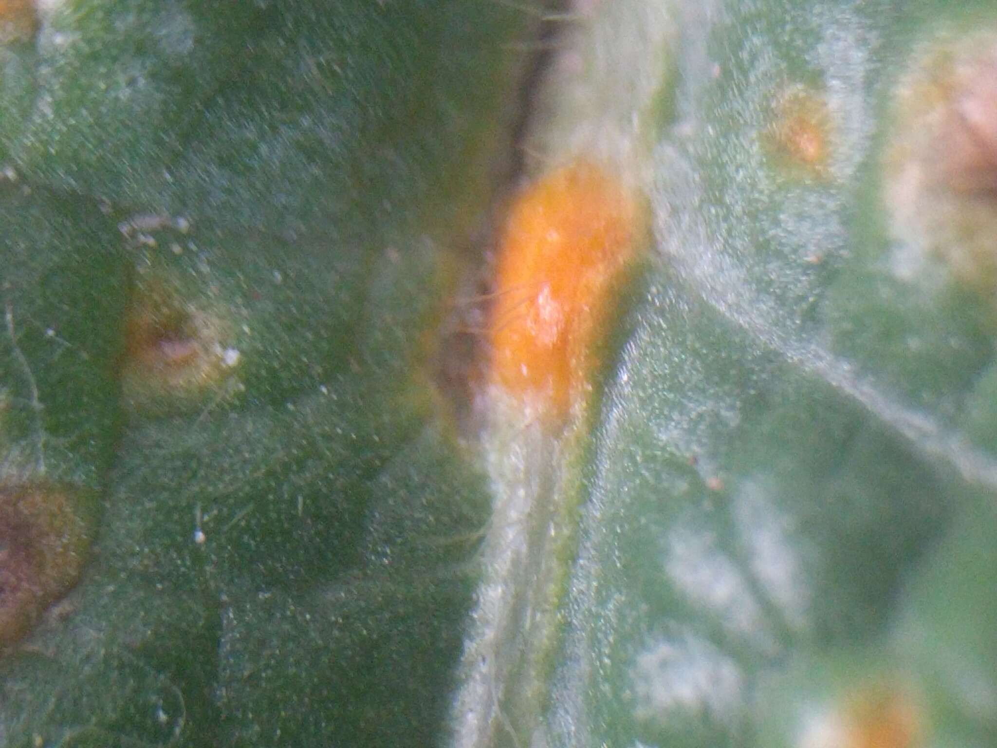 Image of Puccinia malvacearum Bertero ex Mont. 1852