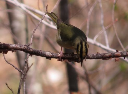 Image of Worm-eating Warbler
