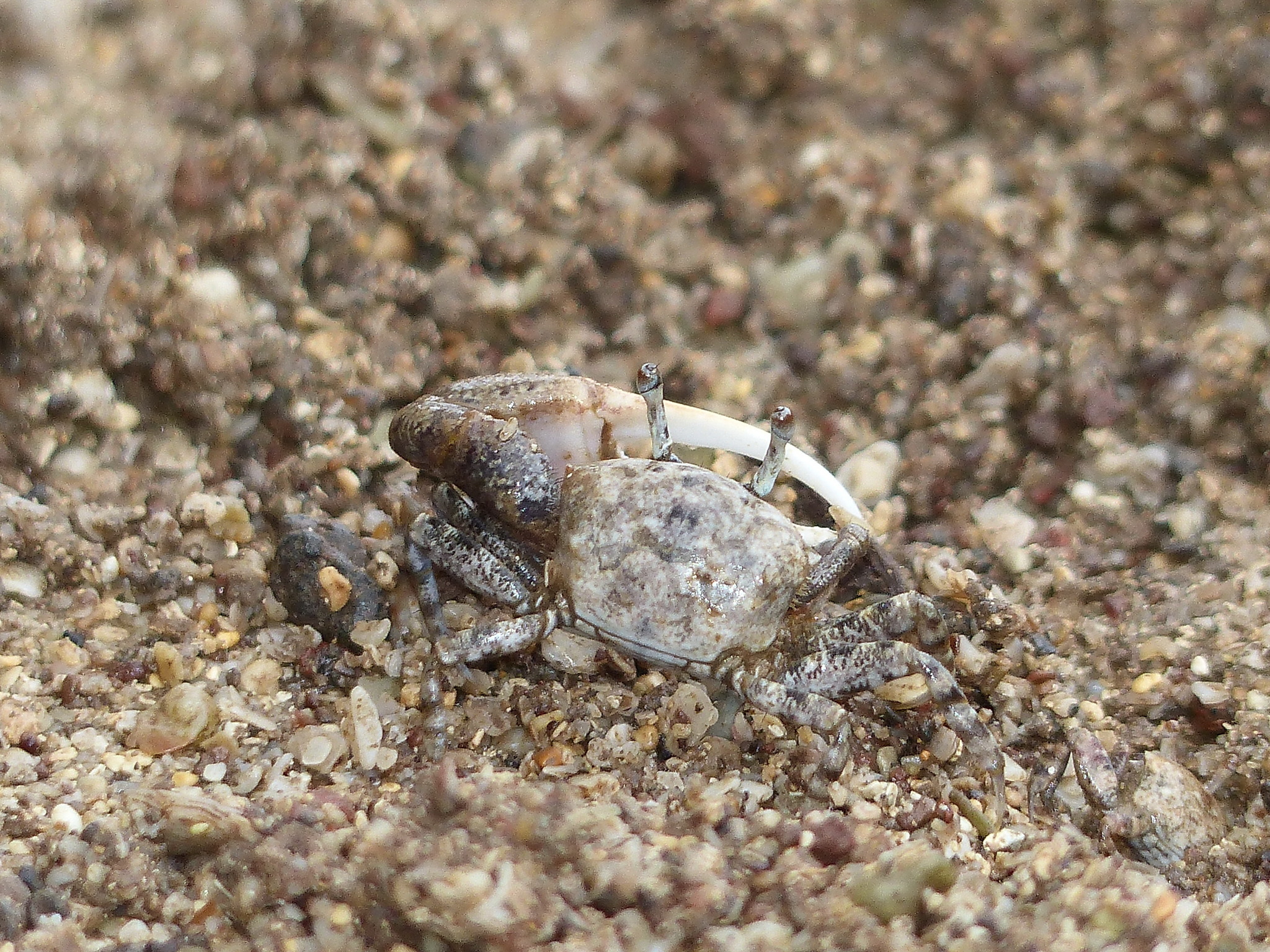 Fiddler Crab Media Encyclopedia Of Life