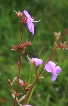 Слика од Pleroma gracile (Bonpl.) A. Gray