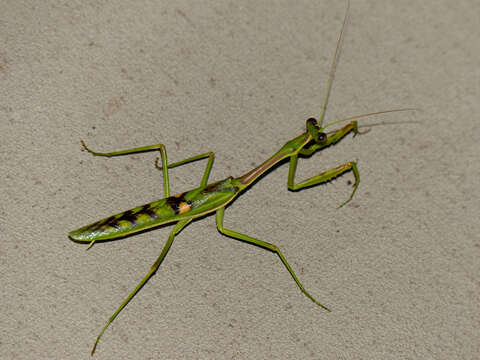 Image of African praying mantis