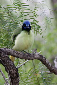 Image of Green Jay