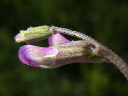 Image of barn vetch