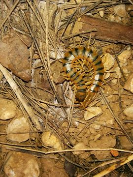 Image of Mediterranean banded centipede