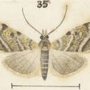 Image of Culladia strophaea Meyrick 1905