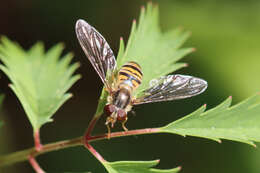 Image of Marmalade hoverfly